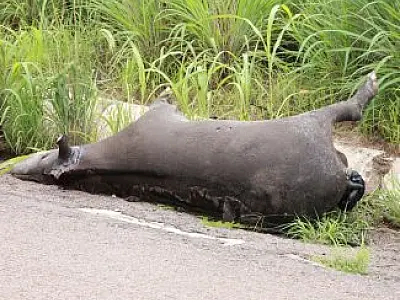 Anta morre atropelada na BR-163, em Pedro Gomes