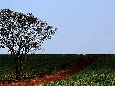 Chuva se mantém no centro-sul de MS e deixa temperaturas amenas nesta quarta
