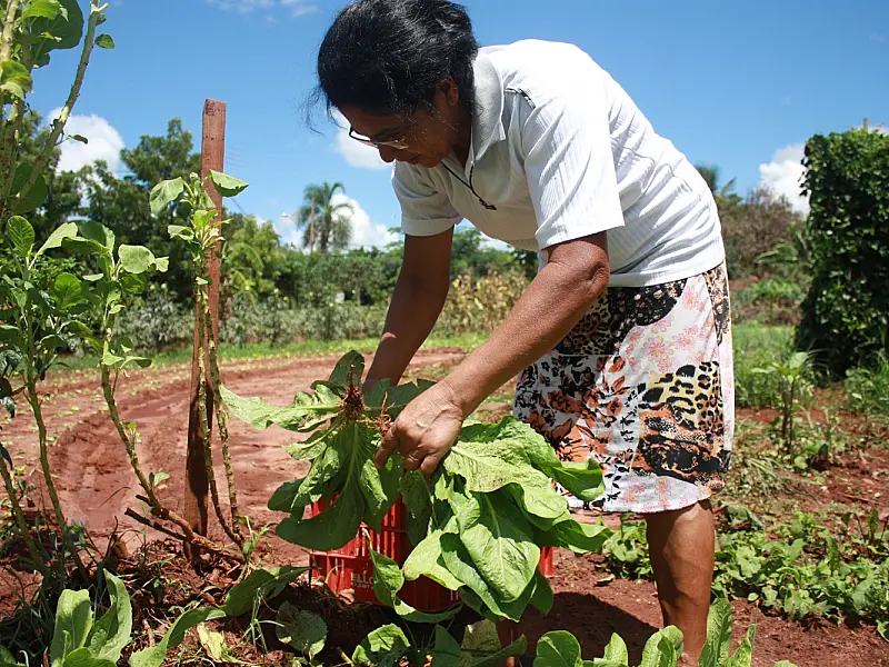 Produtores de orgânicos participam de Dia de Campo na Capital