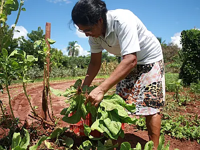 Produtores de orgânicos participam de Dia de Campo na Capital