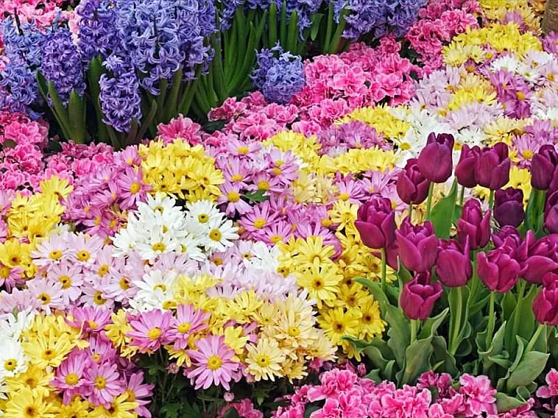 Campo Grande recebe 11º Festival de Flores de Holambra
