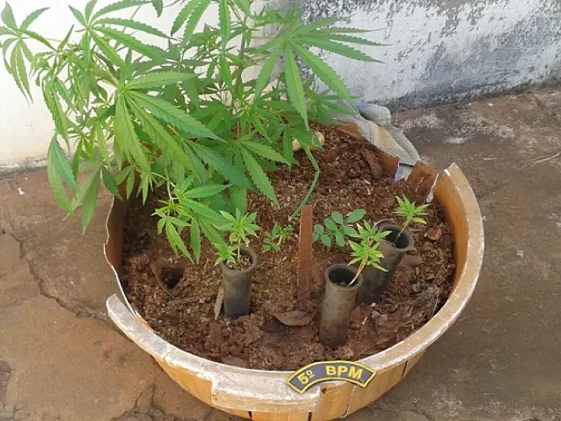 Mulher é presa com pé de maconha dentro de residência
