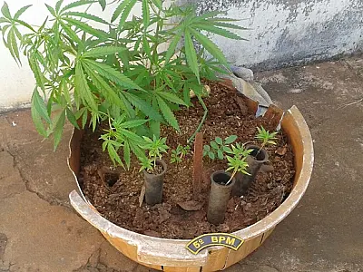 Mulher é presa com pé de maconha dentro de residência