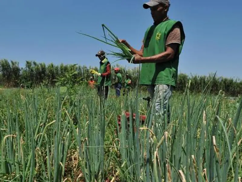 Agropecuária gerou mais de 36 mil novos postos de trabalho em junho