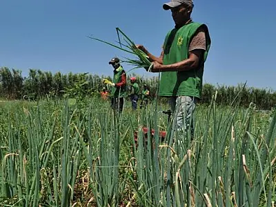 Agropecuária gerou mais de 36 mil novos postos de trabalho em junho