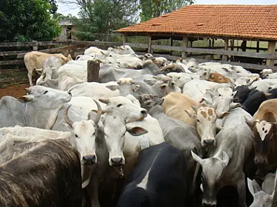 Ministério de Agricultura determina abate 266 cabeças de gado contrabandeado em MS