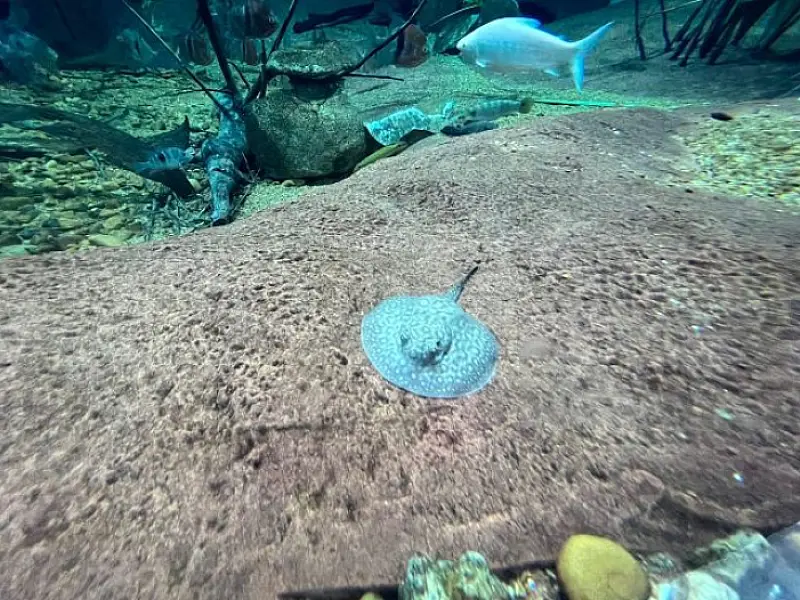 Família cresce e Bioparque Pantanal registra mais um nascimento de arraias