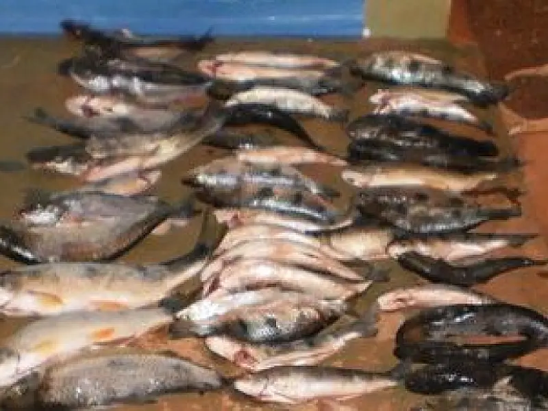 PMA prende pescador com peixe fora da medida