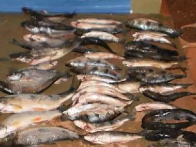 PMA prende pescador com peixe fora da medida