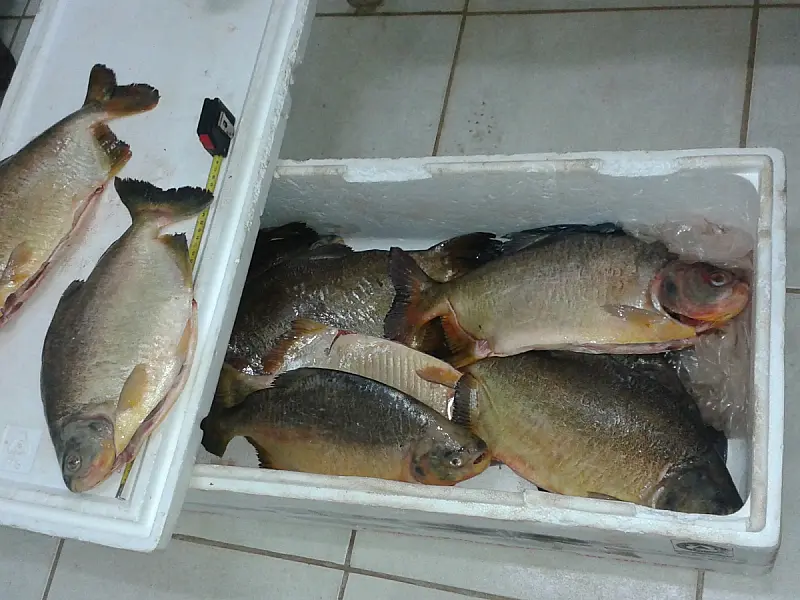 PMA prende três pescadores por pesca ilegal no rio Aquidauana