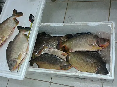 PMA prende três pescadores por pesca ilegal no rio Aquidauana