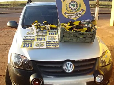 PRF apreende maconha, haxixe e crack em Ponta Porã