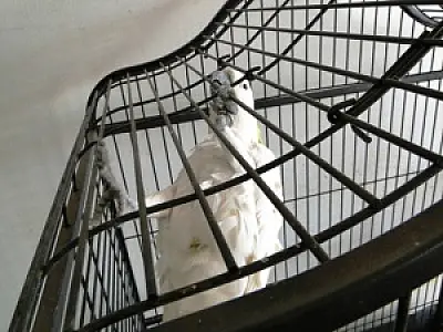 Pet Shop no interior comercializava aves exóticas