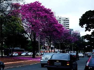 Primavera começa dia 22 e traz períodos frequentes de chuvas em MS