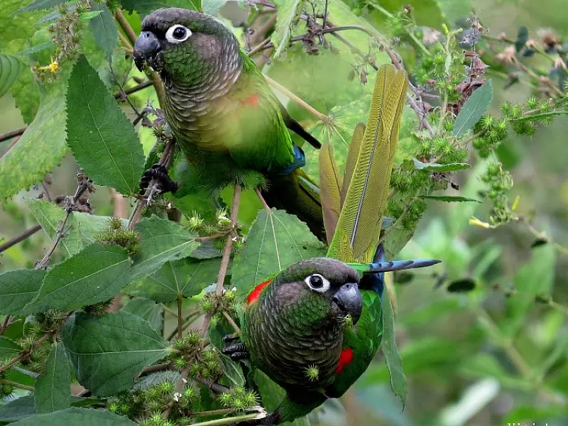 Para estudantes a fotógrafos, Clube dos Observadores de Aves promove evento para difundir prática