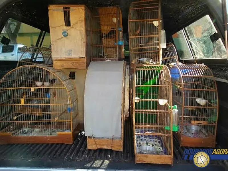 Ibama de Dourados apreende 35 aves na cidade de Fátima do Sul