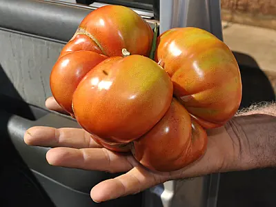 Agricultor colhe tomate gigante em Dourados