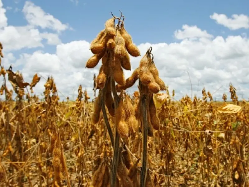 Soja Plus beneficiará agricultores de 15 municípios de MS