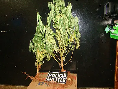 Em Dourados polícia encontra pé de maconha em residência