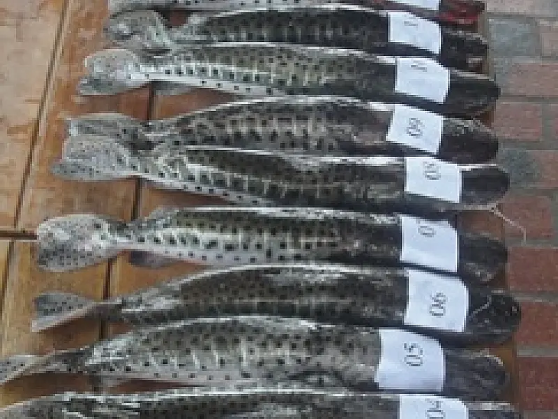 Quarto pescador é preso por pesca predatória em Corumbá