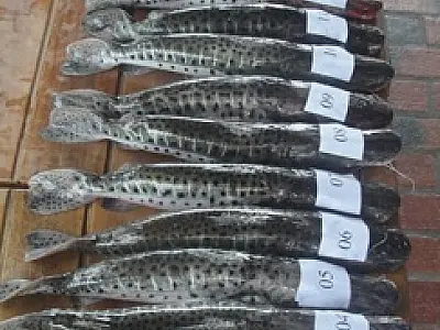 Quarto pescador é preso por pesca predatória em Corumbá