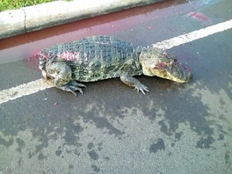 Jacaré  é  encontrado com cauda amputada e ferimentos na cabeça