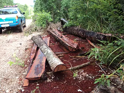 PMA localiza extração ilegal de aroeira na cidade de Bodoquena