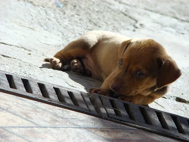 MS tem preferência nas 10 milhões de vacinas importadas