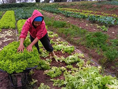 Covid-19: com prorrogação, agricultura familiar ganha fôlego para pagamento do financiamento do crédito rural