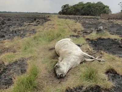 Incêndio toma conta de vegetação e mata animais em parque
