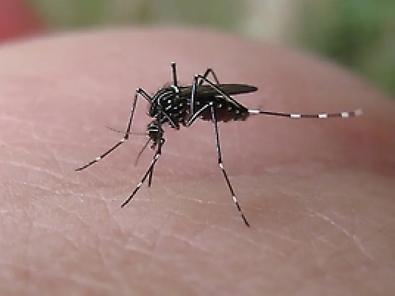 Brasil pode ser o primeiro país do mundo a registrar uma vacina de dengue