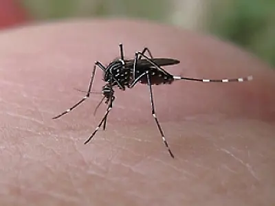 Brasil pode ser o primeiro país do mundo a registrar uma vacina de dengue