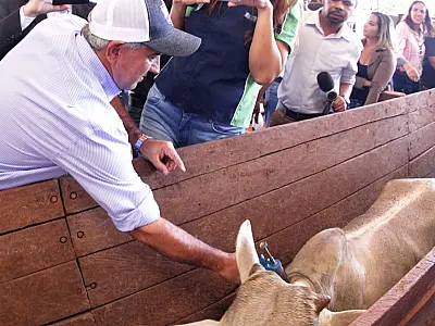 Campanha de aftosa estipula meta de imunização em 20 milhões de animais do MS