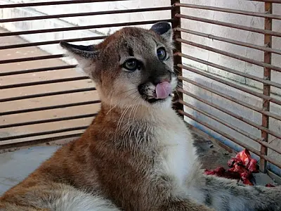 Onça parda é sacrificada devido a ferimentos