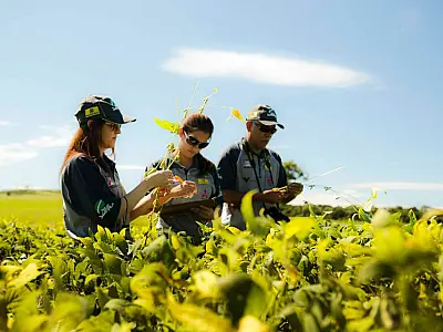 Rally da Safra avalia lavouras de soja precoce no MS