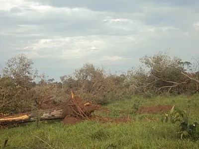 PMA autua assentado em R$ 54 mil por exploração ilegal de madeira