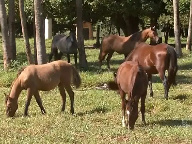 Iagro confirma primeiro caso de mormo em equino de MS em 2016