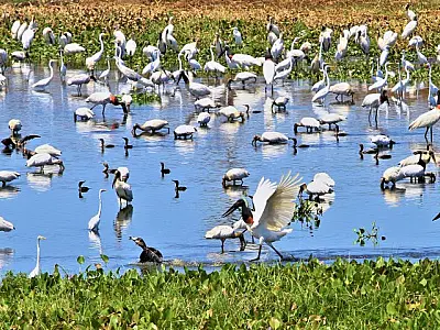 ONGs destacam parceria com o Governo de MS no trabalho conjunto contra incêndios no Pantanal