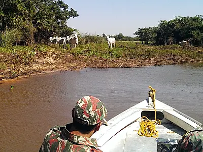 PMA autua pecuarista em R$ 230 mil por criar gado e destruir área de matas ciliares do rio Amambai