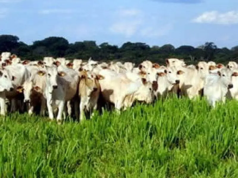 Famasul lança projeto sobre a evolucao do agronegocio de MS