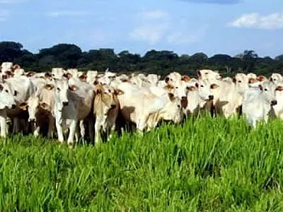 Famasul lança projeto sobre a evolucao do agronegocio de MS