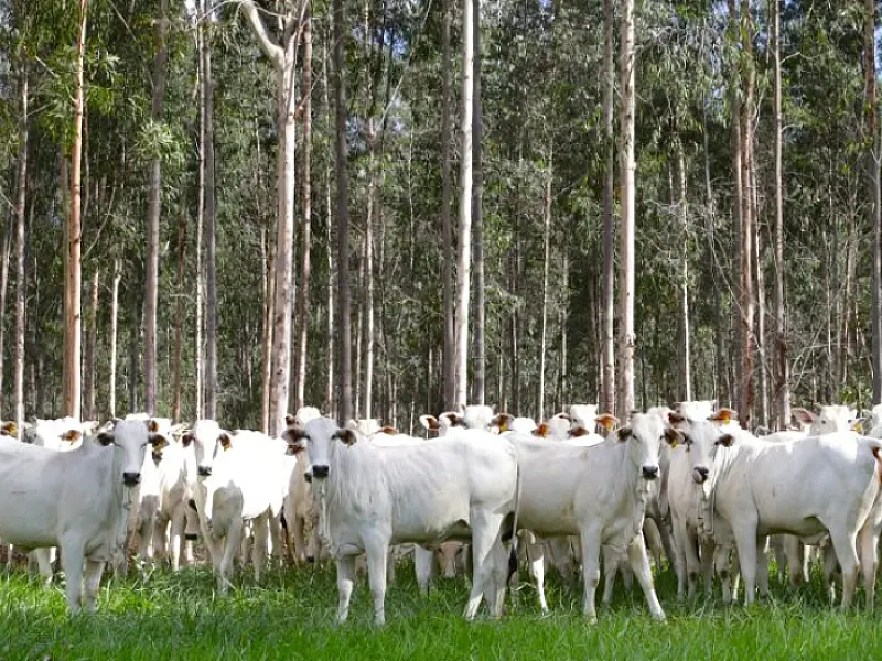 Com área livre de aftosa, trânsito de bovinos de MS para todo o território nacional está liberado