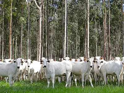 Com área livre de aftosa, trânsito de bovinos de MS para todo o território nacional está liberado