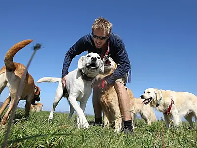 O que cães estão "dizendo" quando movem o rabo?