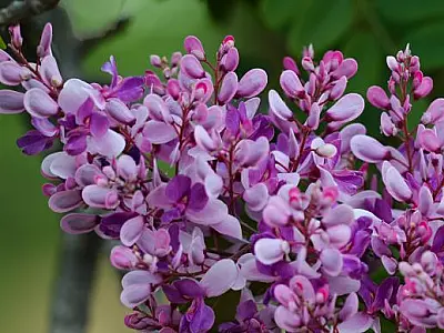 Primavera começa hoje e terá chuvas atípicas