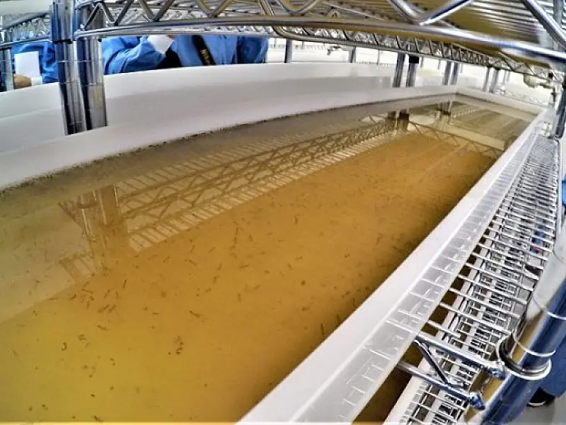 Para combater a Dengue, Zika e Chikungunya, biofábrica já soltou 32 milhões de wolbitos
