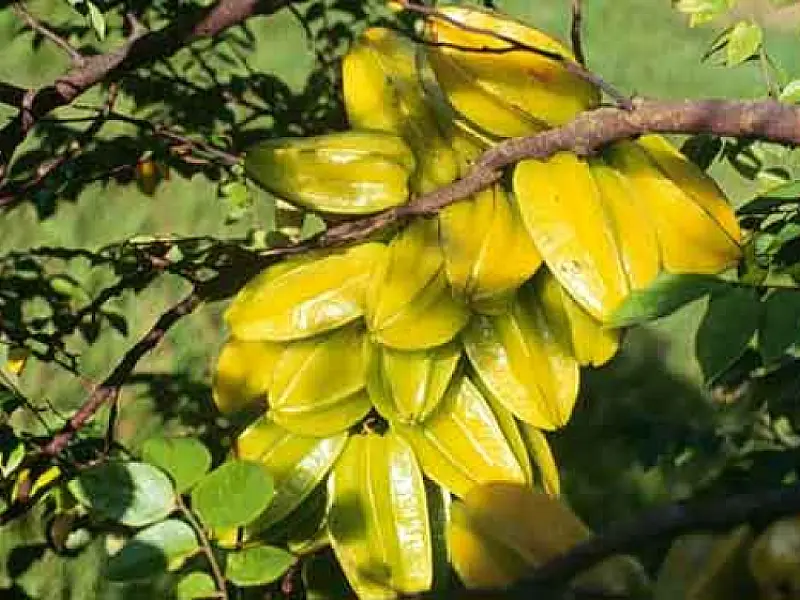 Capital comemora Semana da Árvore com "Fruta no quintal"