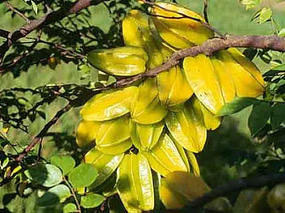 Capital comemora Semana da Árvore com "Fruta no quintal"