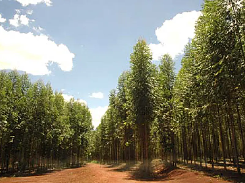 Sancionada lei sobre exploração de florestas em MS