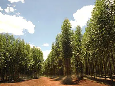 Sancionada lei sobre exploração de florestas em MS